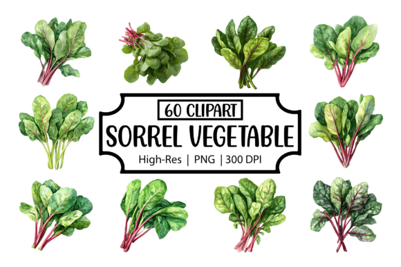 Sorrel Vegetable Watercolor Clipart PNG: A Trendy Digital Asset for Creative Projects